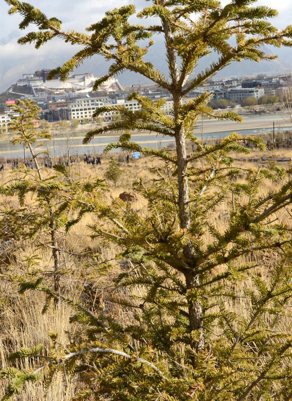 Lhasa to invest 1b yuan to plant trees