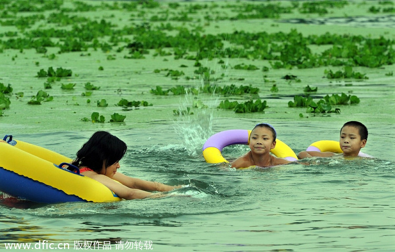 Han River turns green with plants