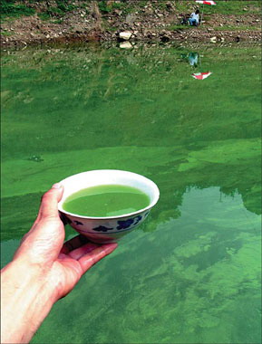 Algae infests river near Three Gorges Dam