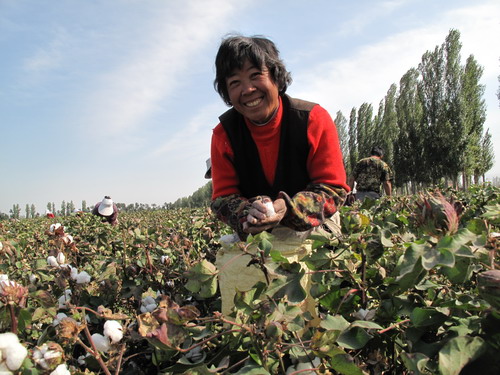 Harsh harvest looms for Xinjiang cotton growers