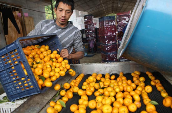 Mandarin festival attracts tourists