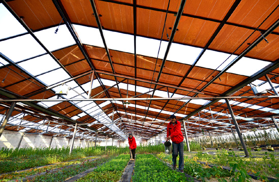 Solar greenhouse boosts modern agriculture