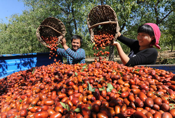 Harvest season begins for city of jujubes