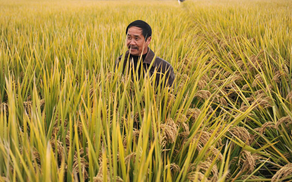 Super rice breaks world record