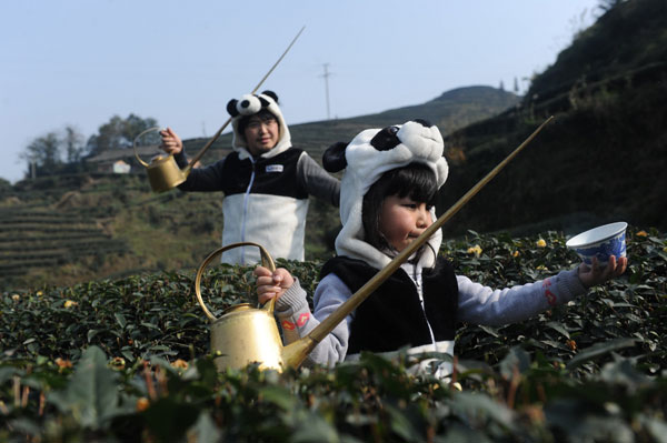 Panda poo tea fertilization time
