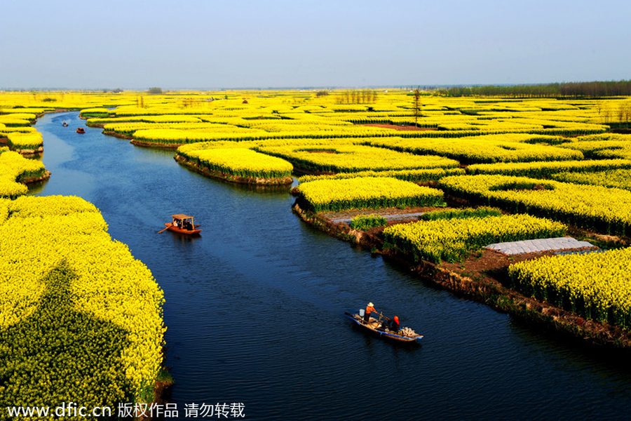 Top 10 canola flower attractions in China