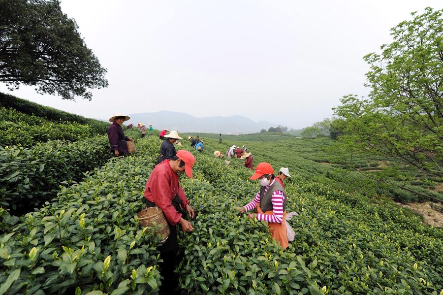 White tea enters tea picking season in east China