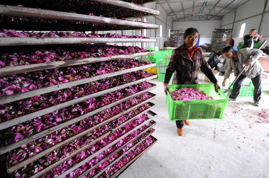 Rose flowers processed in Yunnan