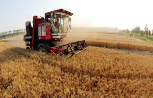 Sustainability concerns behind China's bumper harvest