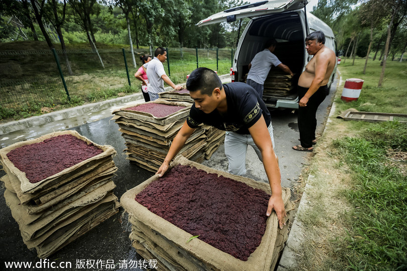 Beijing wiggler catchers thrive in summer