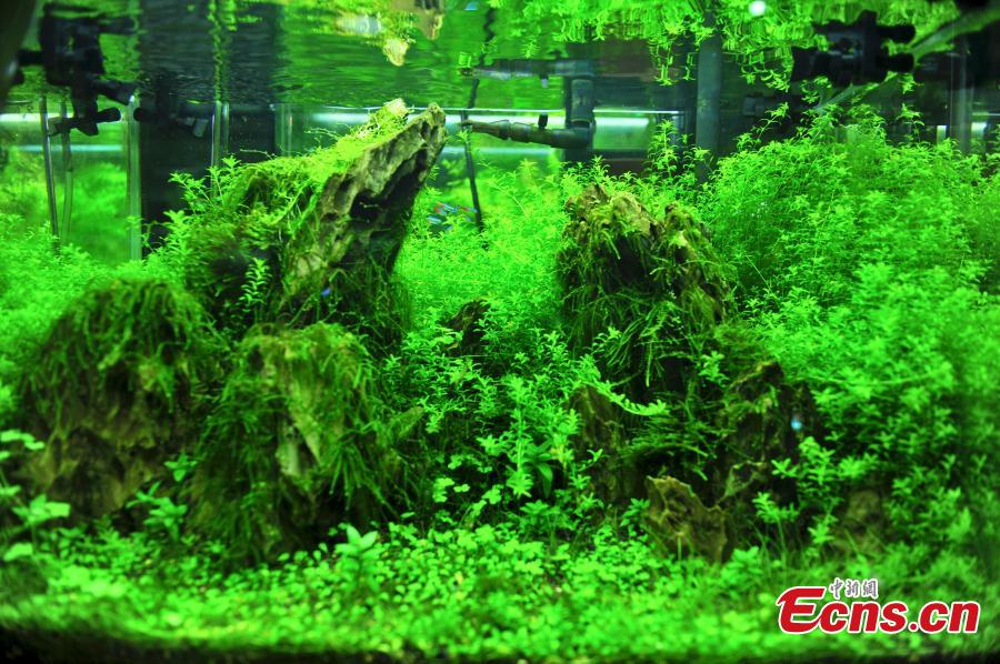 'Forest' in tank helps improve indoor environment
