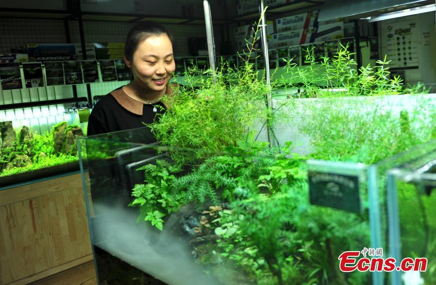 'Forest' in tank helps improve indoor environment