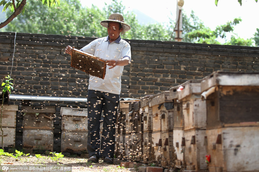 Hebei senior beekeeper's sweet day