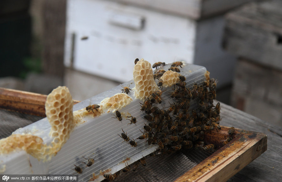 Hebei senior beekeeper's sweet day