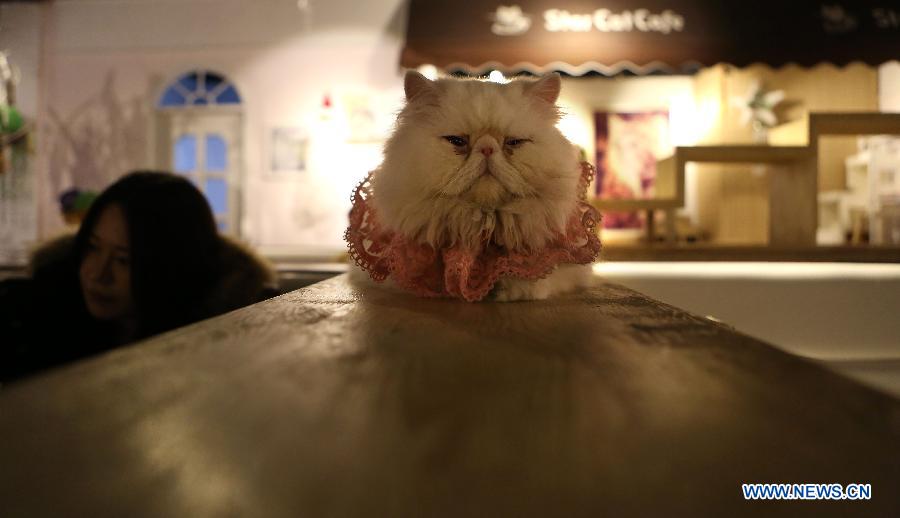 Cat-themed cafe in Northeast China's Liaoning province