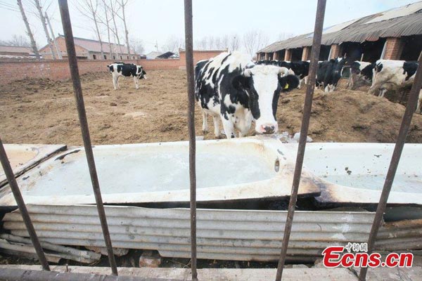 Chinese ministry to help dairy farmers amid milk dumping, cow killing