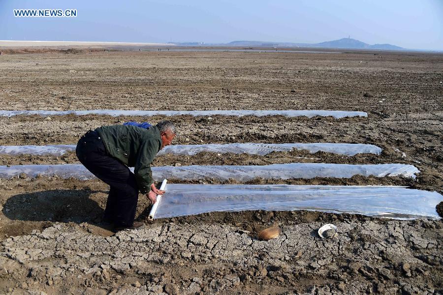 Drought hits China's Shandong province