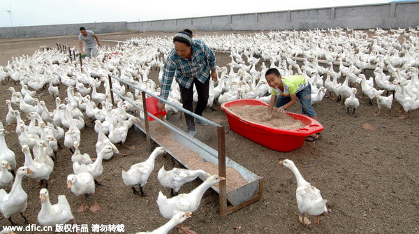 Feathers set to fly in China-EU poultry dispute