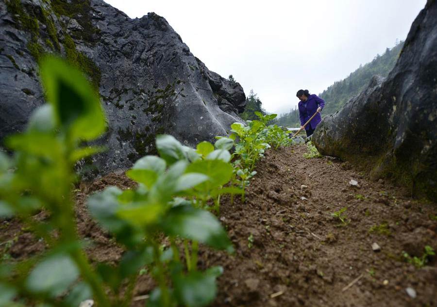 Chinese farmers plough their lands for spring