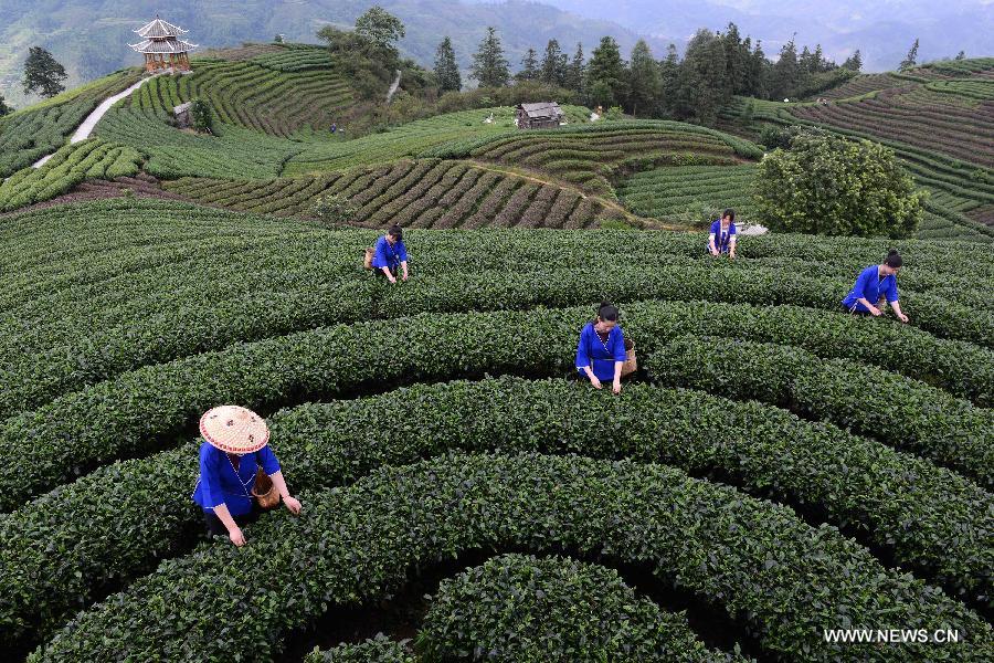 Farmers harvest tea in Sanjiang Dong autonomous county of Guangxi