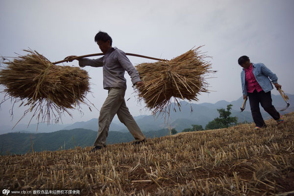 Harvest time in Henan province