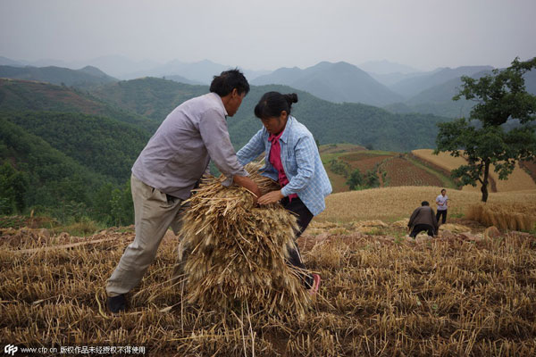 Harvest time in Henan province