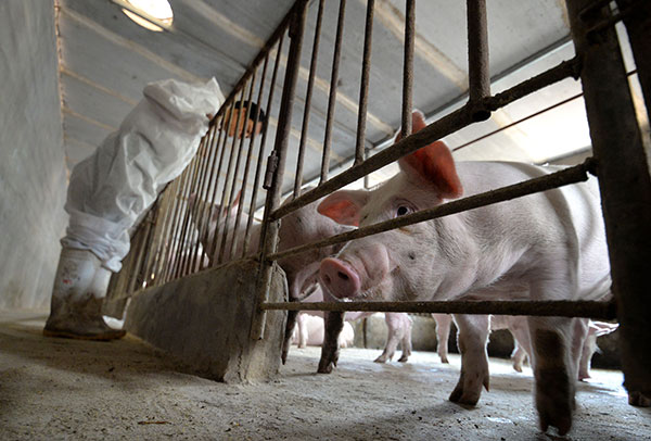 Sino-French JV to breed better pigs