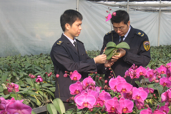 Shunde flowers popular in South East Asia during Spring Festival