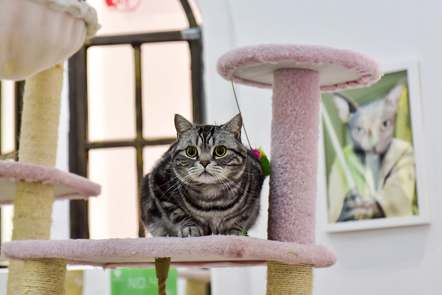 Sitting in the lap of luxury at a Chinese pet hotel