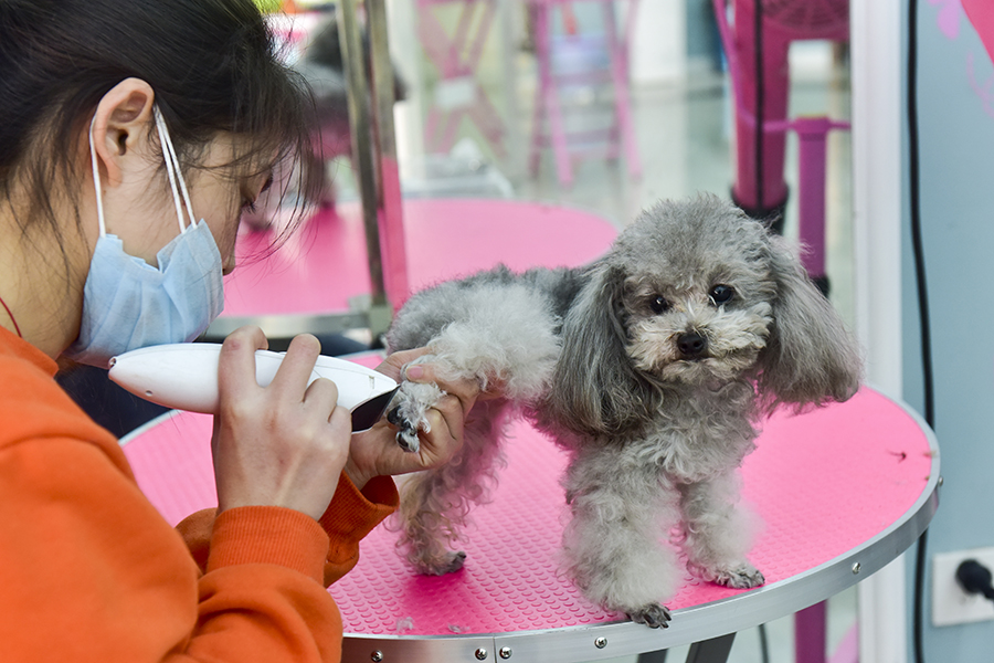 Sitting in the lap of luxury at a Chinese pet hotel