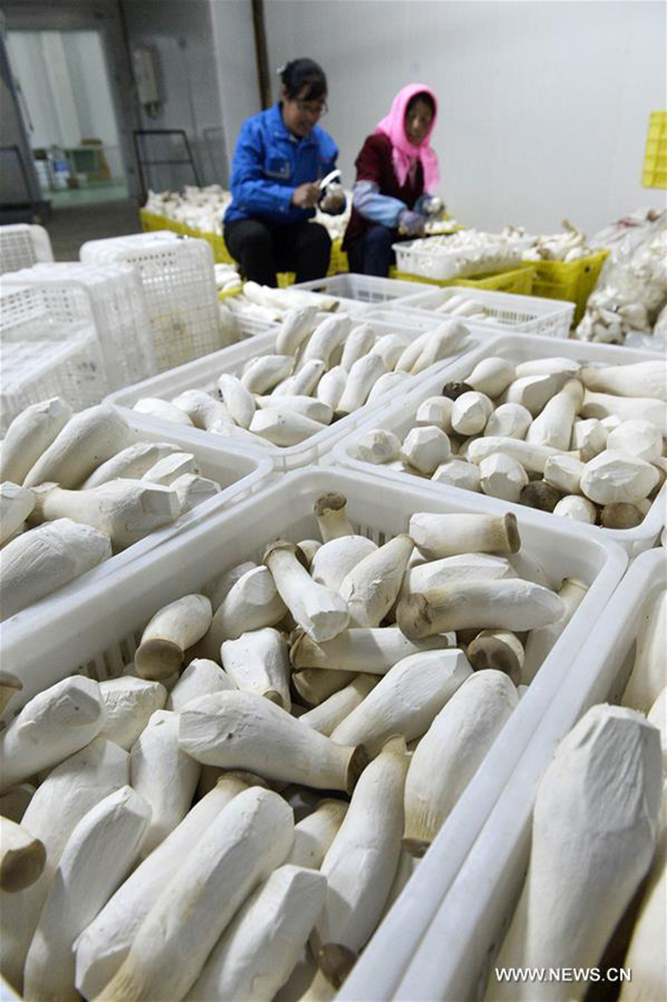 Mushroom cultivation bases established in Ningxia