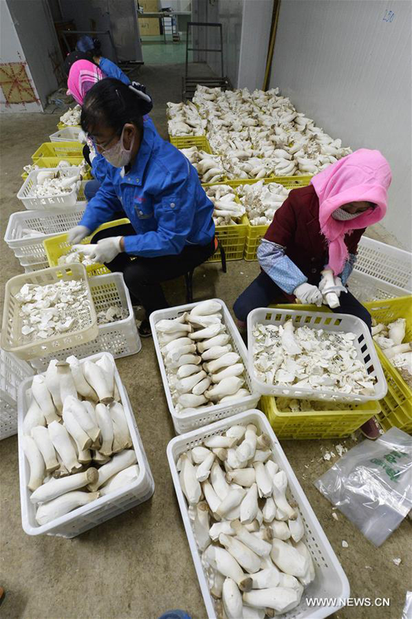 Mushroom cultivation bases established in Ningxia