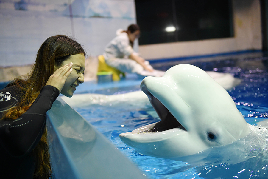 Post-90's girl performs with beluga whale at Harbin Polarland