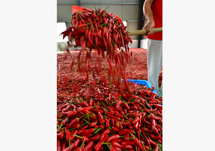 Harvest season colored by ripe crops in China