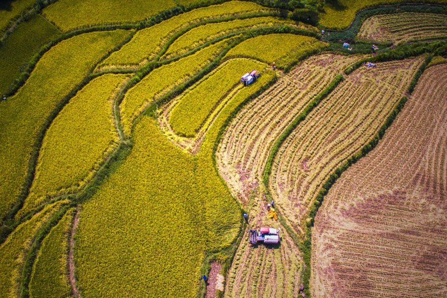 Harvest season colored by ripe crops in China