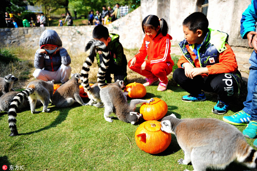 Halloween treats for animals at the zoo