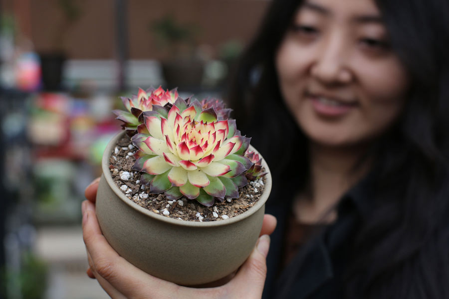 Florist turns live succulents into wall art