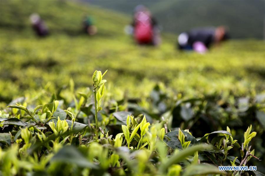 Farmers harvest tea leaves before Qingming Festival