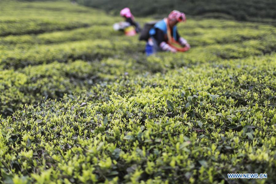 Farmers harvest tea leaves before Qingming Festival