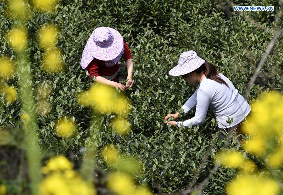 Farmers harvest tea leaves before Qingming Festival