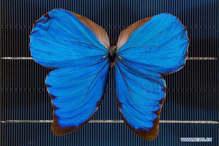 Butterfly wings to inspire new solar power technology