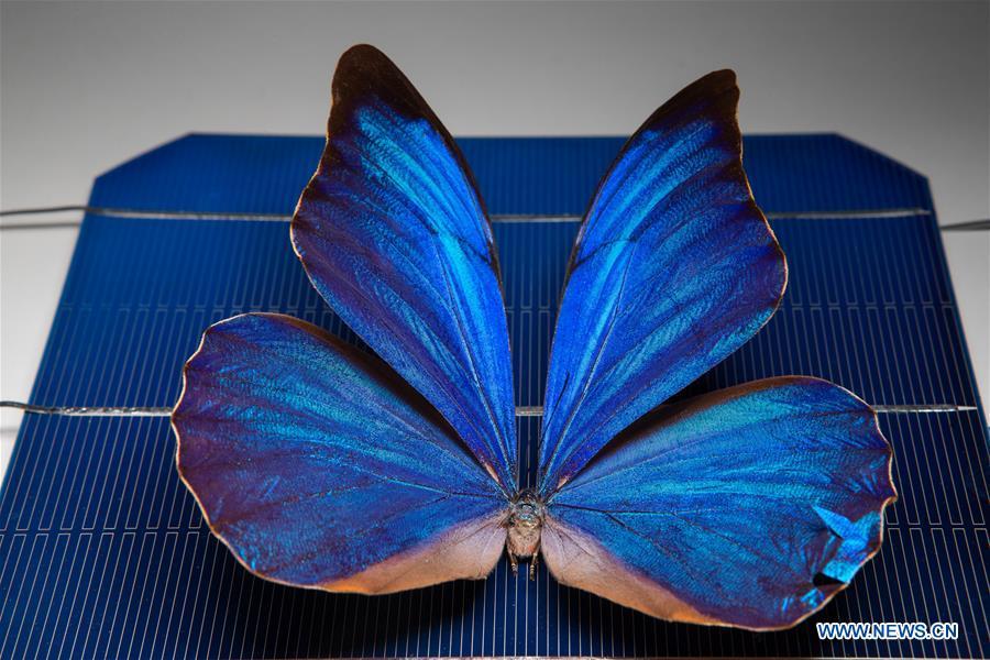 Butterfly wings to inspire new solar power technology