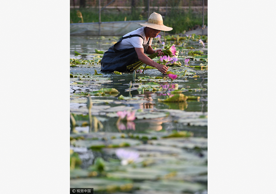 Ornamental lotus flowers grow farmers' earnings 20 times