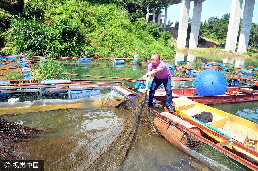 Tsinghua graduate turns spoon sturgeon breeding a money-making business