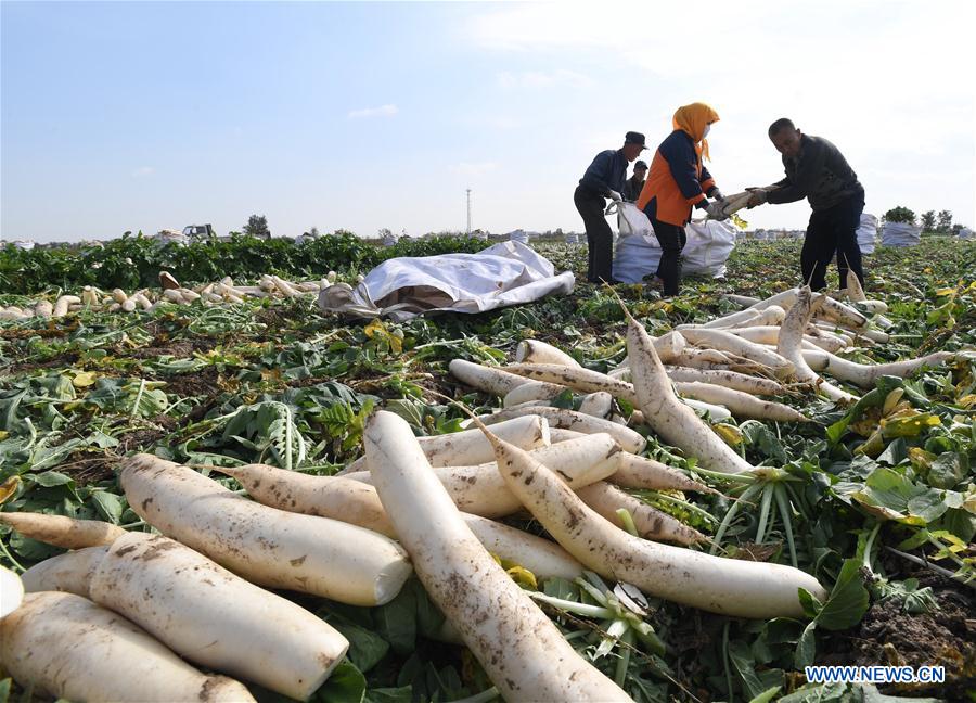 Farmers in N China cultivate radish to increase income