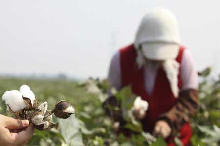 Shandong farmers harvest and sell cotton balls