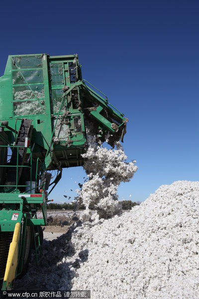 Xinjiang sees bumper cotton harvests