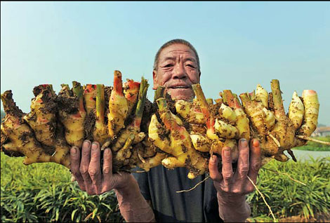 The price is right as ginger growers enter cooperatives
