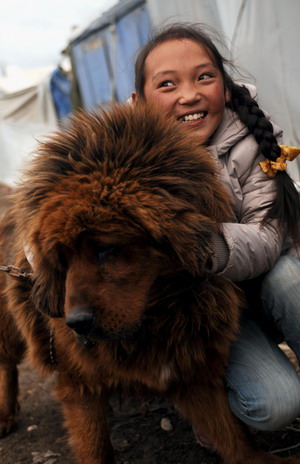 Tibetans cash in on mastiffs