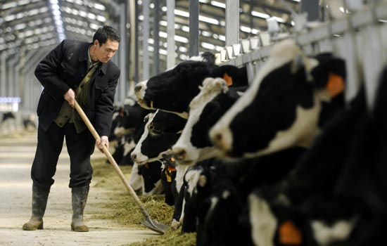 Country to wean itself off dairy cattle imports